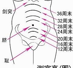 十八周胎兒在什麼位置 懷孕18周了究竟胎兒位置在那裡呢 愛問問