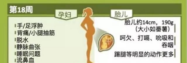 十八周胎兒在什麼位置 懷孕18周了究竟胎兒位置在那裡呢 愛問問